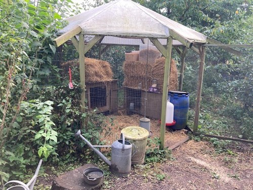 10 høns hygger sig i Jettes have